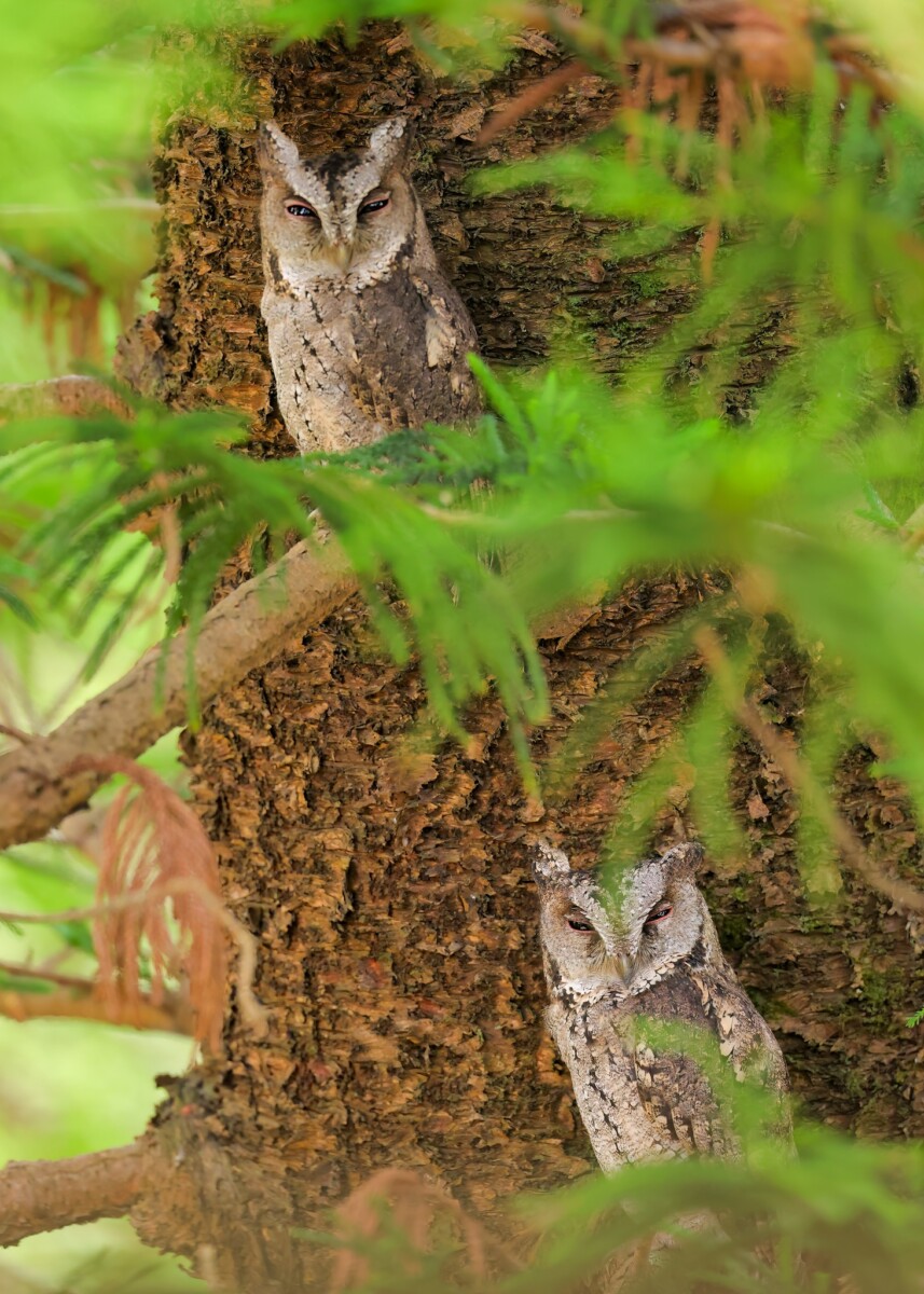 7 可打印素材关于情人节猫头鹰，适合儿童和成人, image size:857x1200