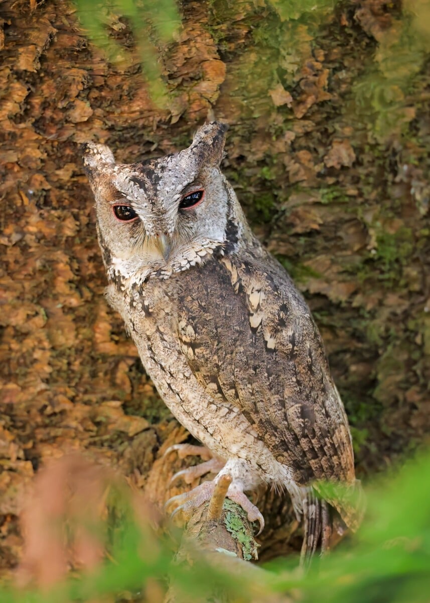 一對貓頭鷹正在一起玩耍有趣的動物卡通, 卡通剪貼畫, 玩剪貼畫, 有趣的剪貼畫PNG去背圖片素材免費下載，免摳圖設計圖案下載-, image size:857x1200