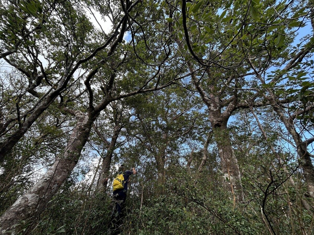 ▲特遣隊員在深入模故山稜線時意外發現臺灣水青岡族群生長。　