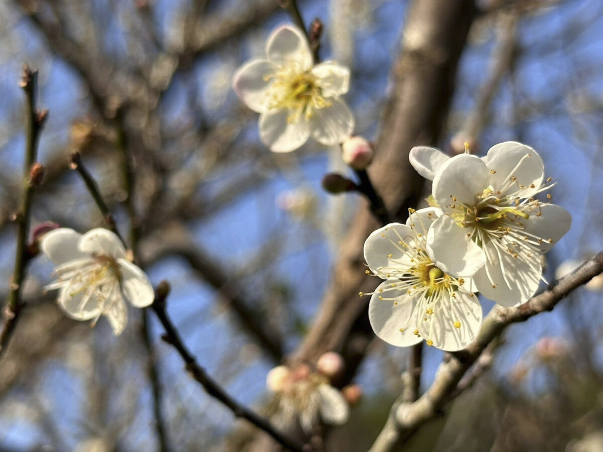 「梅」你不行的冬天！就來楠西賞花、採果、泡溫泉