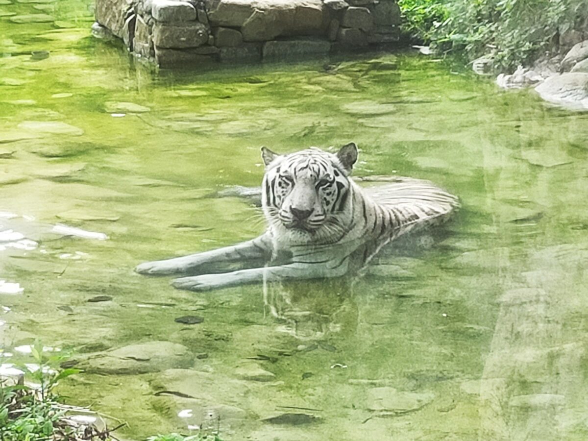 ▲盛夏暑熱泡水中的昭海