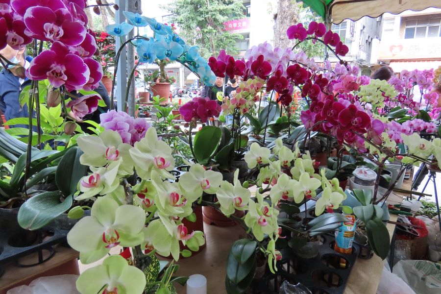 ▲高雄市勞工花市「金馬奔騰迎春花卉展及綠美化推廣活動」2/7起登場,數百種的應景花卉應有盡有,歡迎大家前往賞花及買花,讓美麗的鮮花陪大家迎春納福。