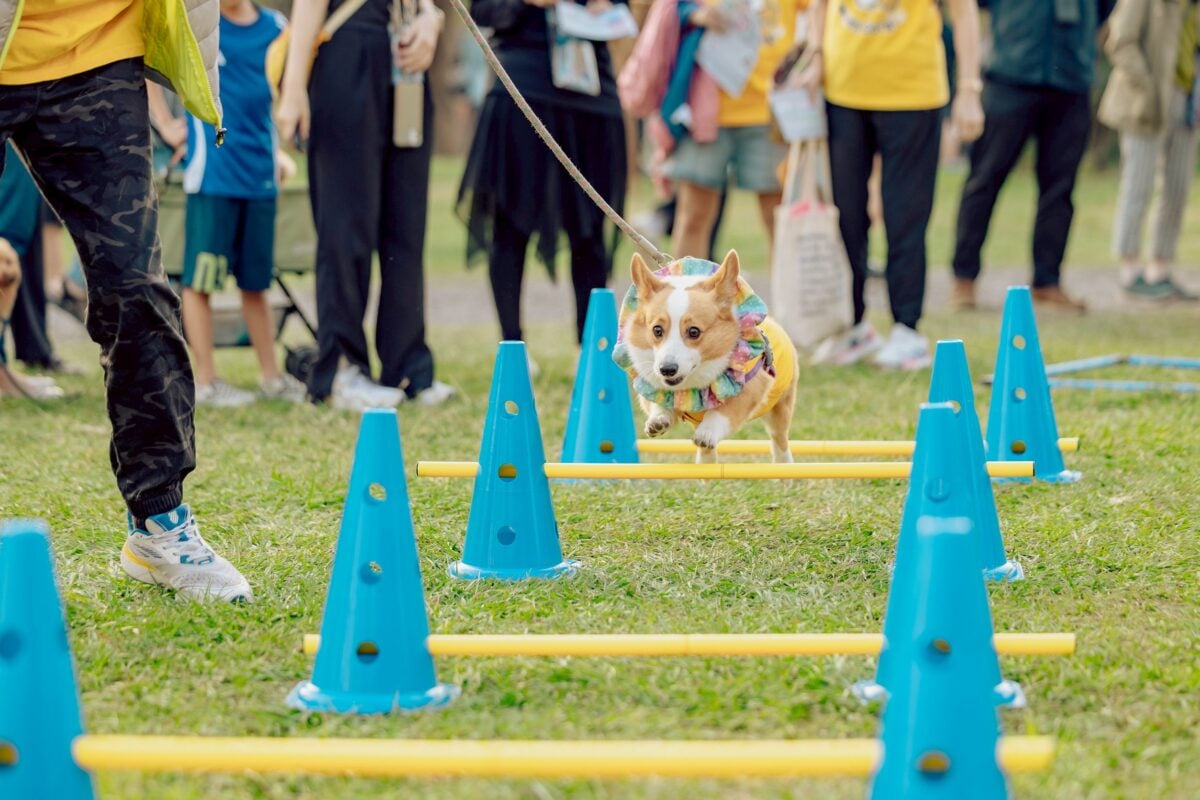 狗界奧運大翻車！高雄「搞笑狗運會」4/11、12登場　比默契不比速度笑翻全場