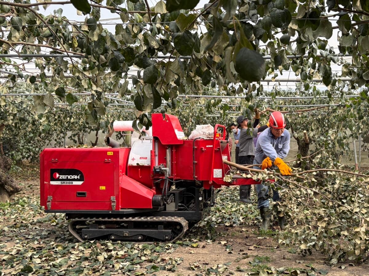 一小時搞定1.5分地！高雄推機械化清園　蜜棗產業升級再進化