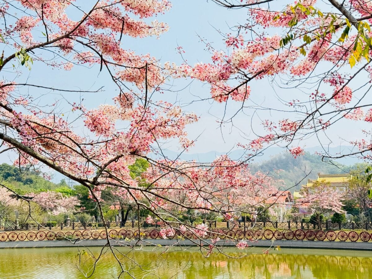 追花打卡新熱點！六龜花旗木×新威森林公園　美到犯規