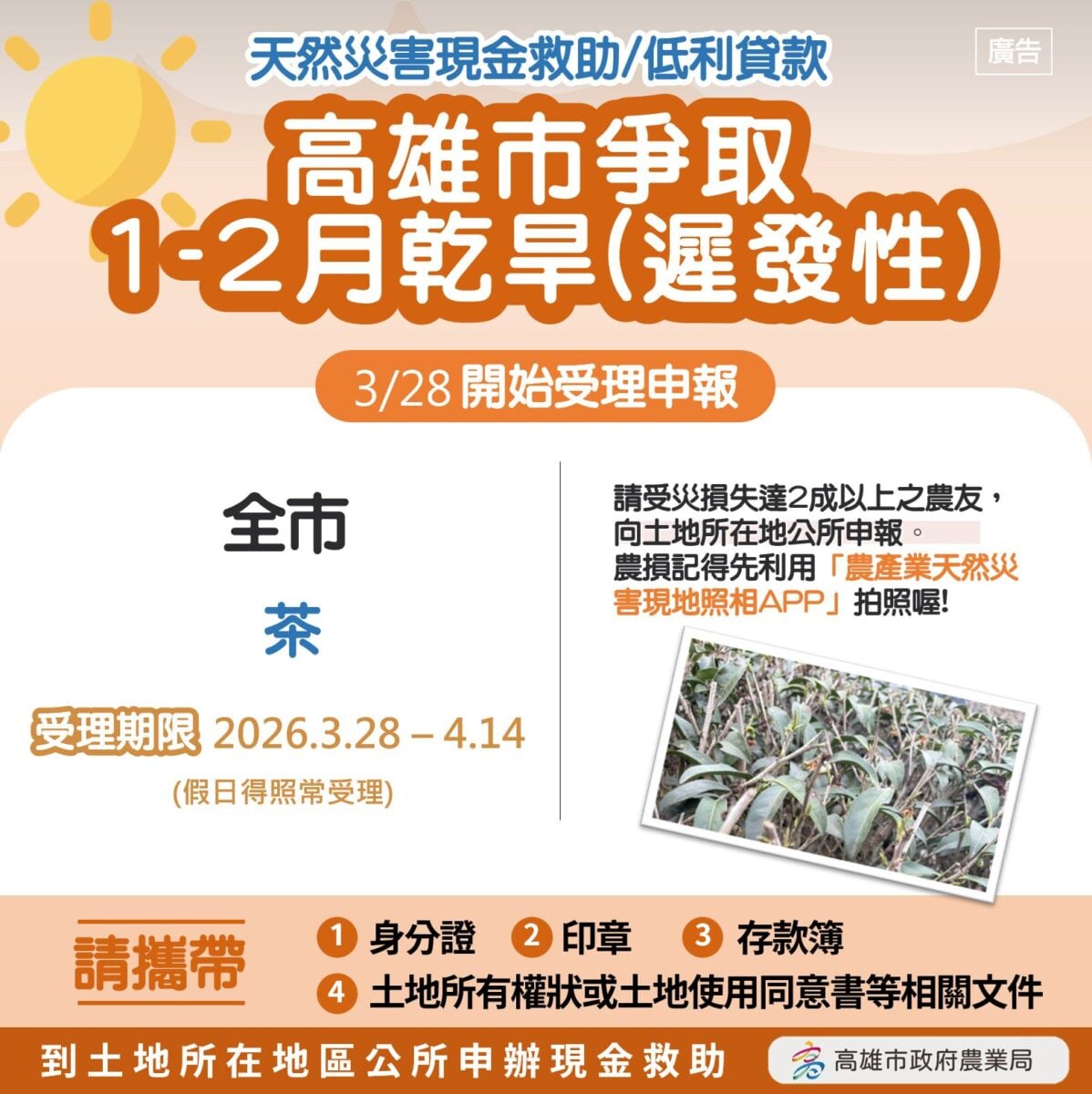 乾旱重創茶園！高雄茶農災損達3成　每公頃補助10萬即日起申請