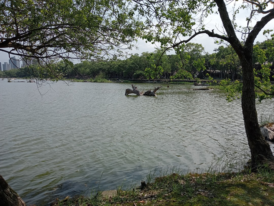 漫步羅東林場／陳慧文