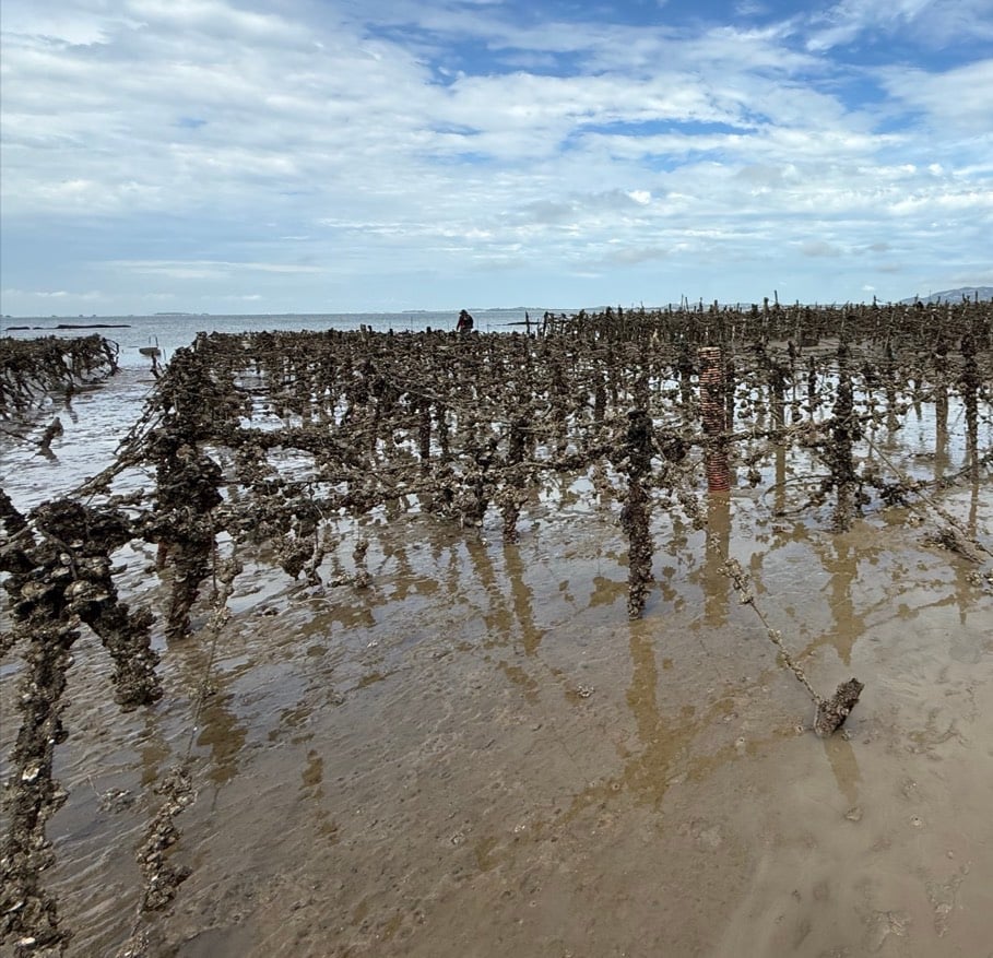 預防諾羅病毒　金門衛生局加強宣導飲食衛生安全