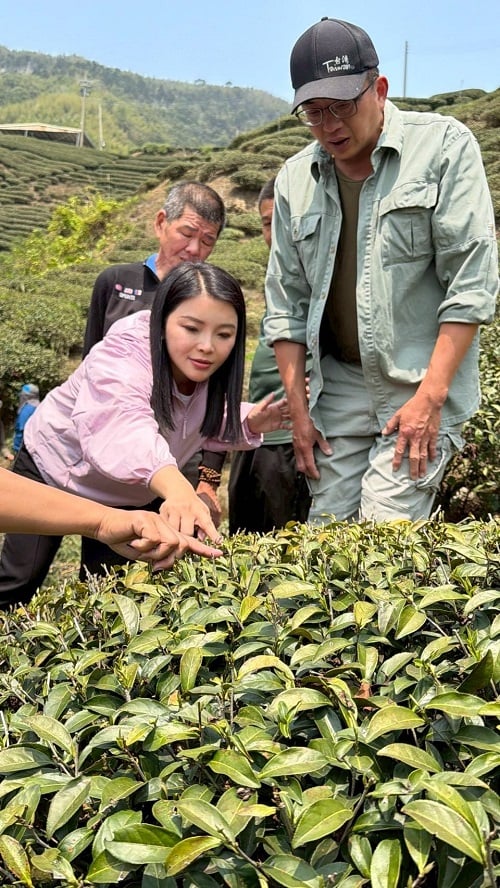 古坑春茶全枯失收！張嘉郡爭取每公頃10萬救助及低利貸款
