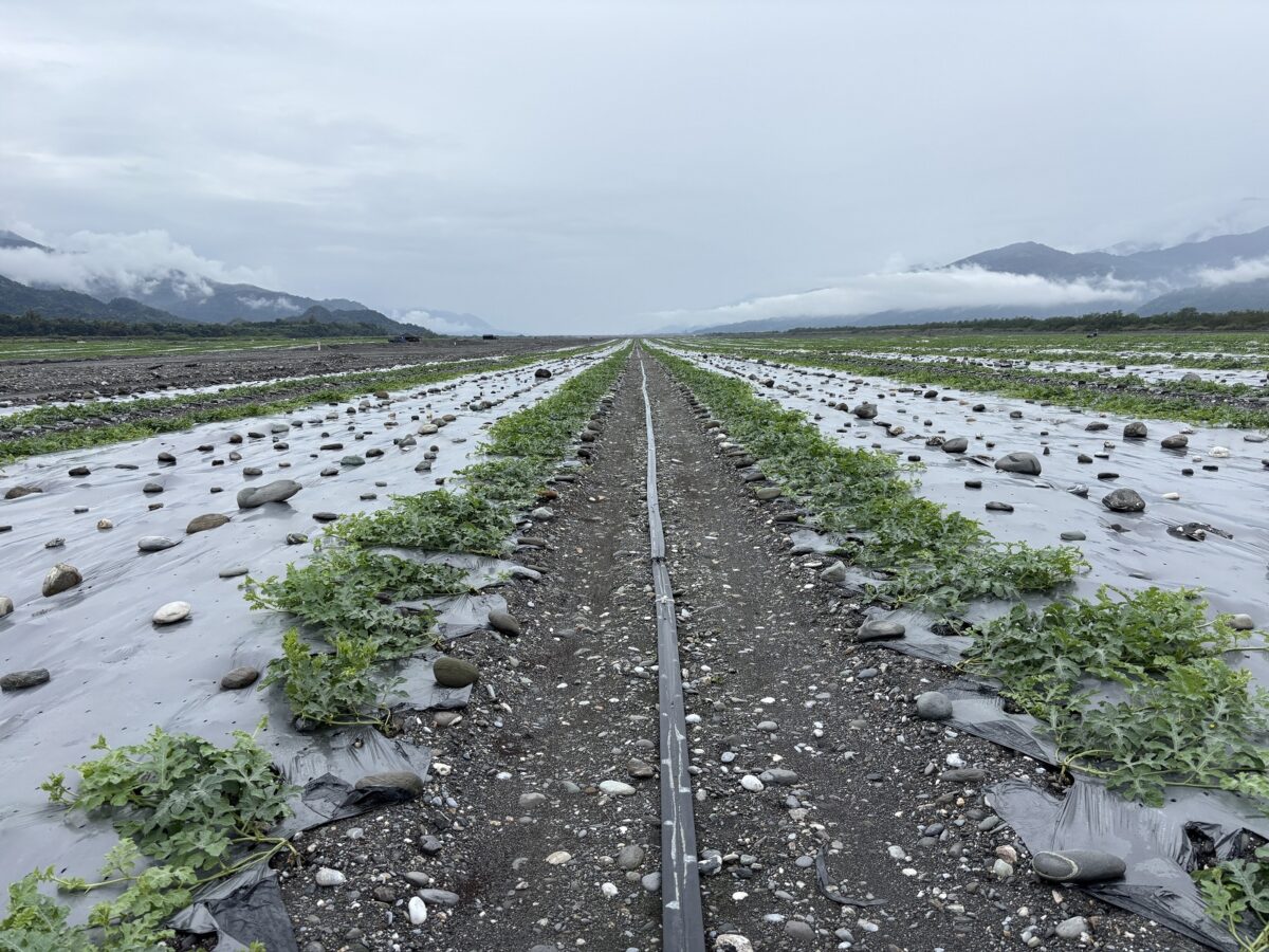 ▲_氣溫回升，西瓜植株生長勢旺盛，害蟲活動力及密度亦提升。