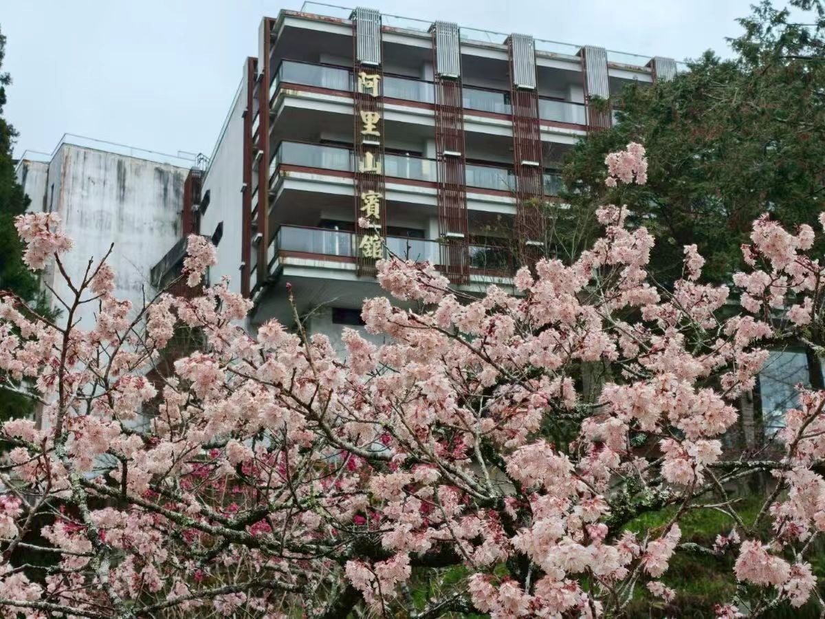 阿里山花季世界級鐵道、森林花香秘境精華路線一次看　阿里山賓館x達人領路漫遊水山療癒步道