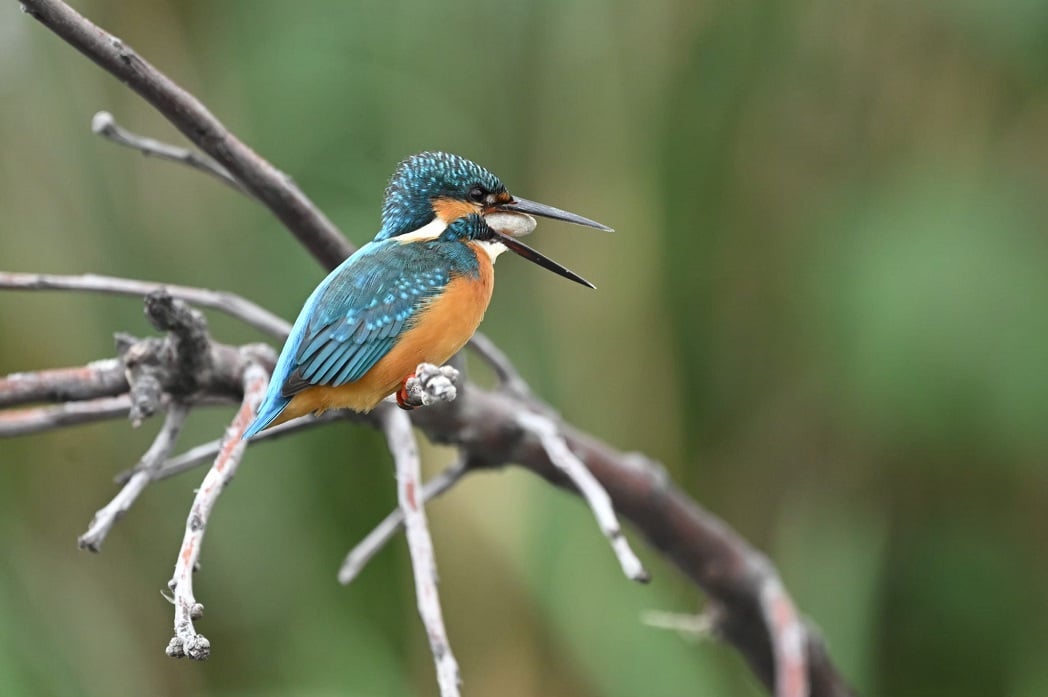 太平溪人工濕地生態日益豐富！吸引攝影人潮「不驚擾、不干擾」守護棲地
