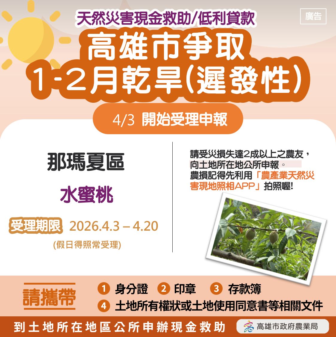 乾旱重創那瑪夏！水蜜桃減產逾2成　農損救助即日起申請