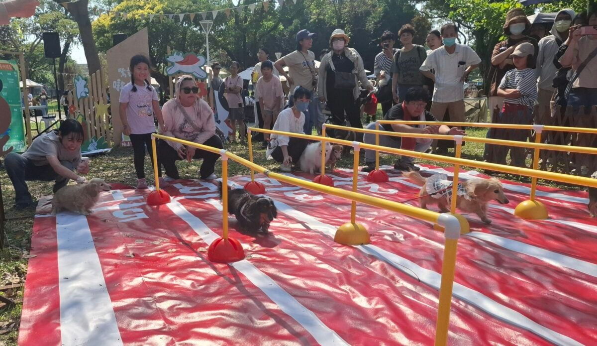 萌翻岡山公園！「狗嗷運會」開跑　短腿柯基狂飆全場尖叫