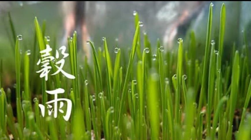 古詩詞中的穀雨／天水葉子