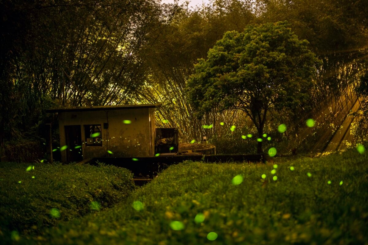 螢火季開跑！走進日月潭感受春夜微光奇景