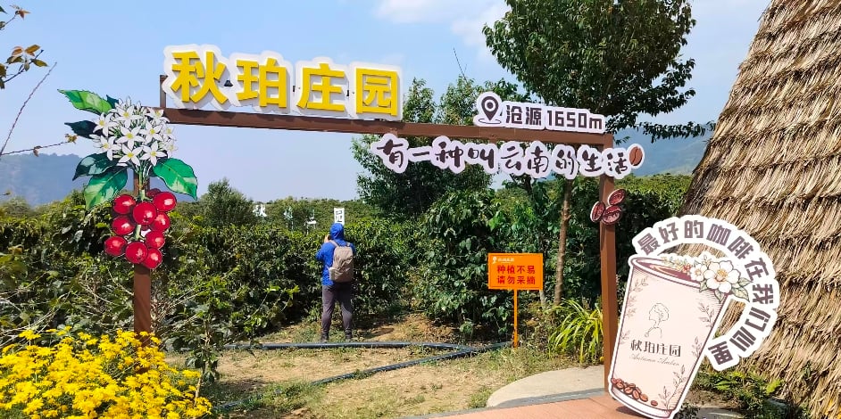 左手咖啡右手茶　台青自媒體人咖啡莊園感受「有一種叫雲南的生活」