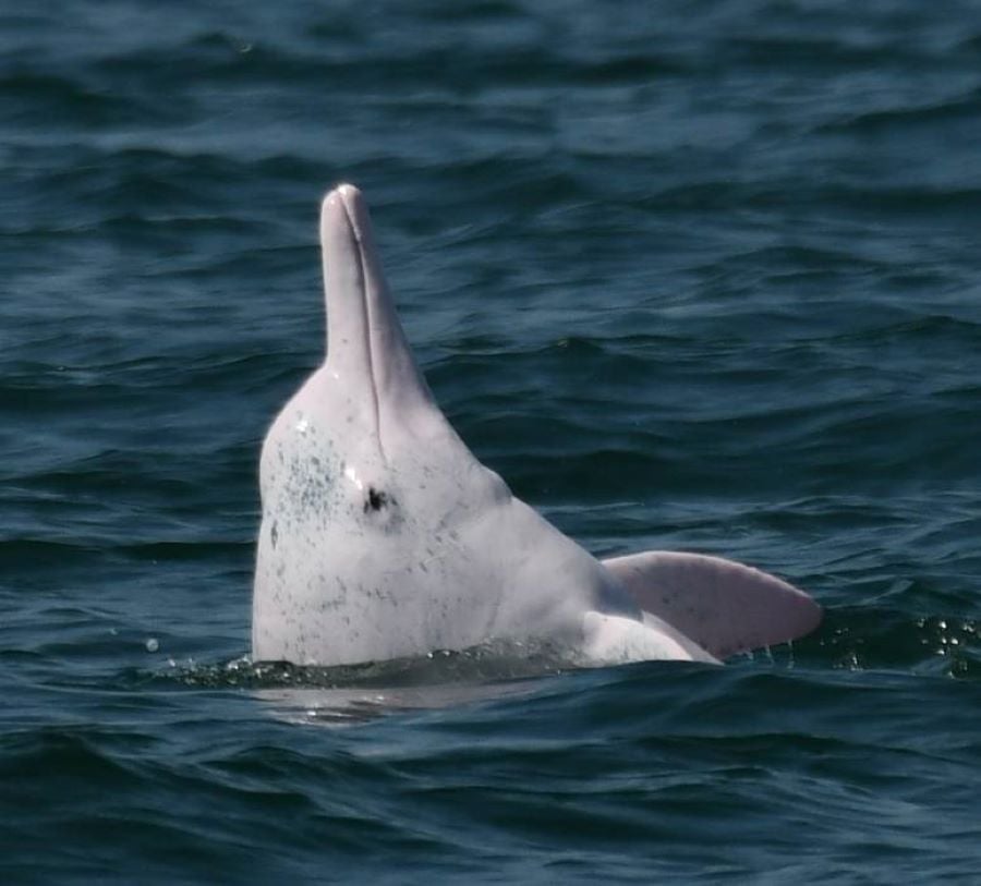 海保署4月遶境進香設攤與民眾同行　廢棄漁網化身媽祖魚護身符