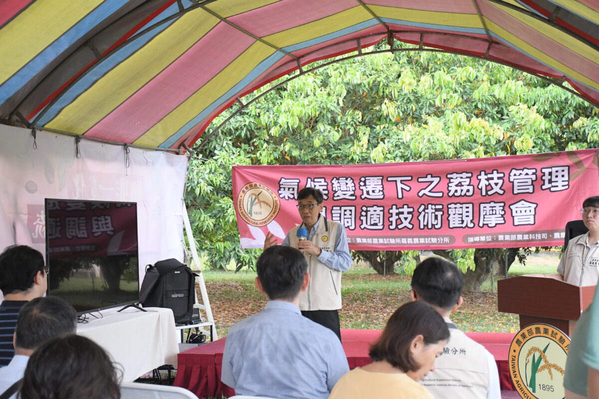 暖冬挑戰加劇農試所推荔枝「韌性調適技術」　有助產量穩定
