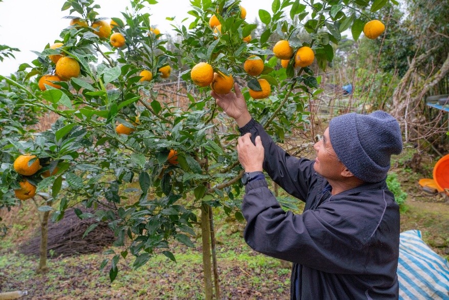 臺灣極危特有種南庄橙復育有成　果醬勇奪世界大賽5金8銀創新高
