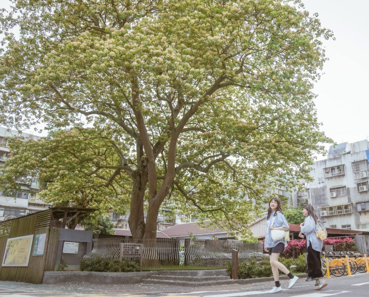 布丁狗撞色「奶油黃」花海爆紅　台電加羅林魚木公館巷弄迎最美花期