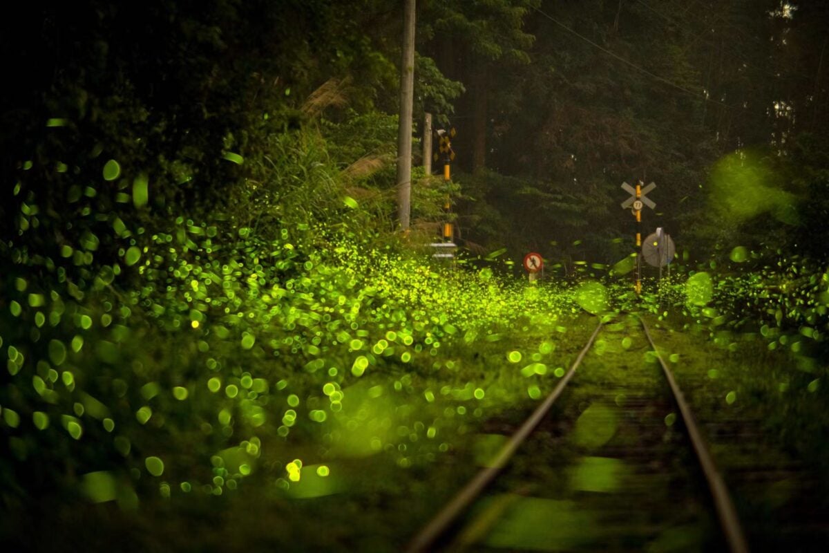 嘉義的光不間斷　嘉義山區4月賞螢季浪漫開跑