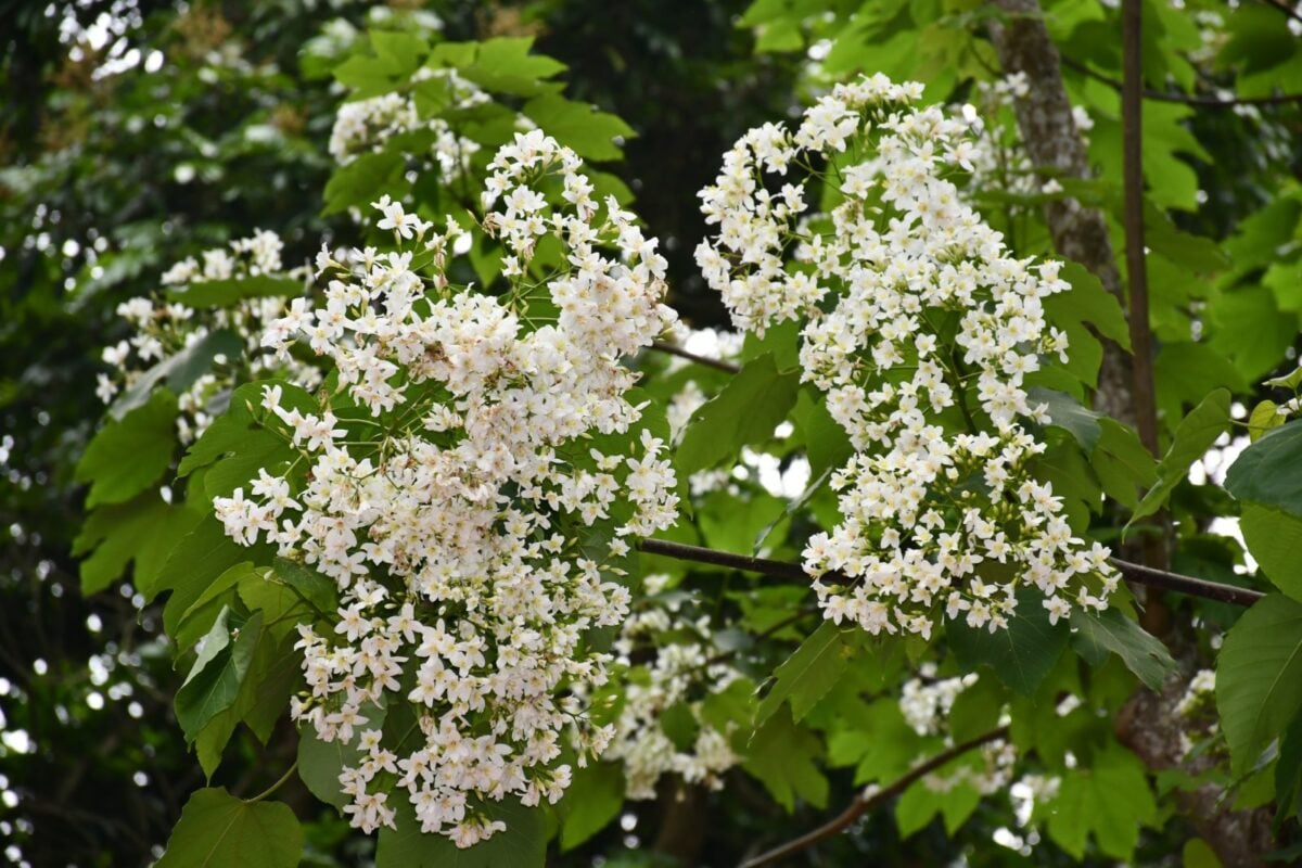 彰化市後山花園「福田賞桐生態園區」桐花小旅行浪漫登場！