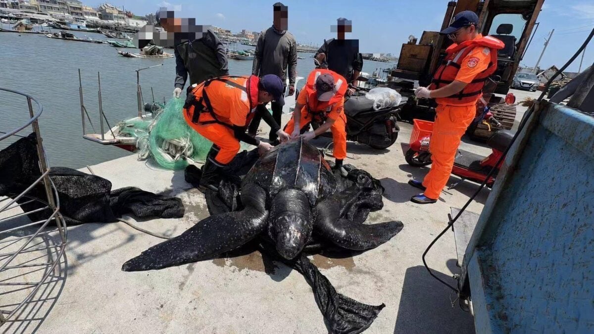 海洋巨獸革龜現蹤嘉義東石海域　海巡漁民跨界馳援助其重返海洋