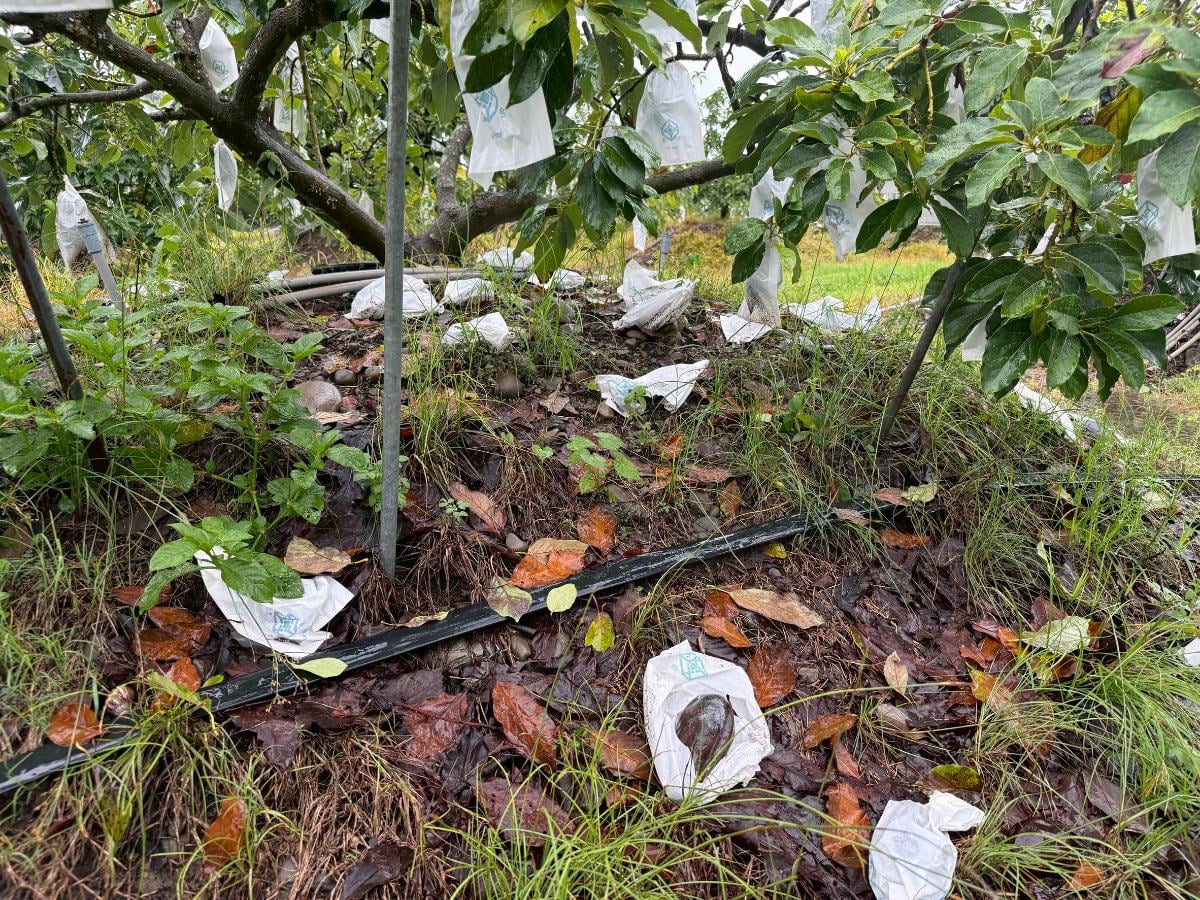 豪雨重擊高雄農損破5千萬　農畜全品項救助7/10前申請