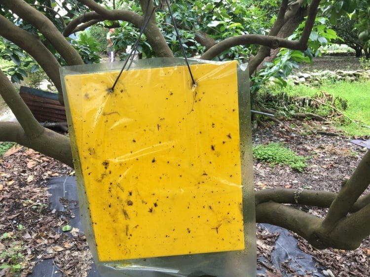 花蓮農改場果實蠅(蜂仔)防治　農友一起更有效！