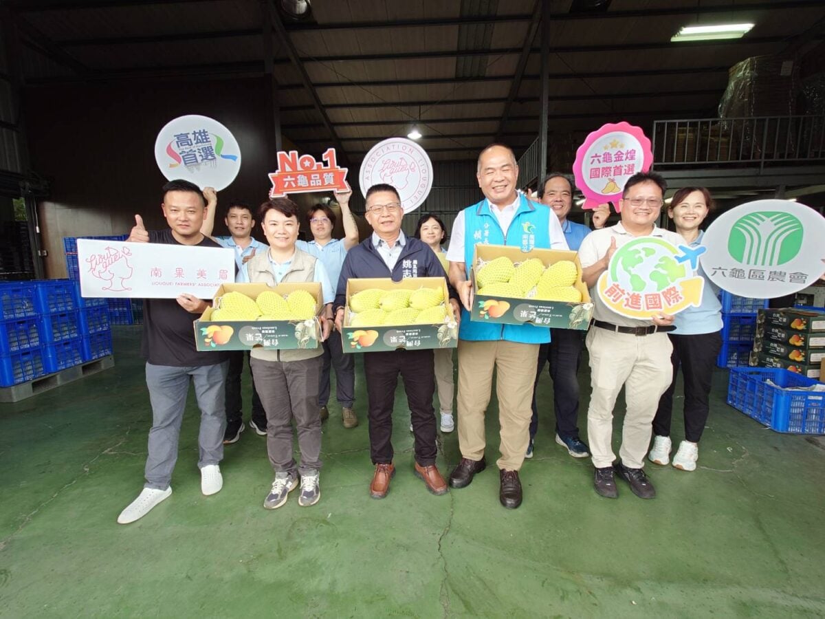 高雄金煌芒果外銷開紅盤！首櫃直送新加坡　六龜甜蜜果香飄向國際