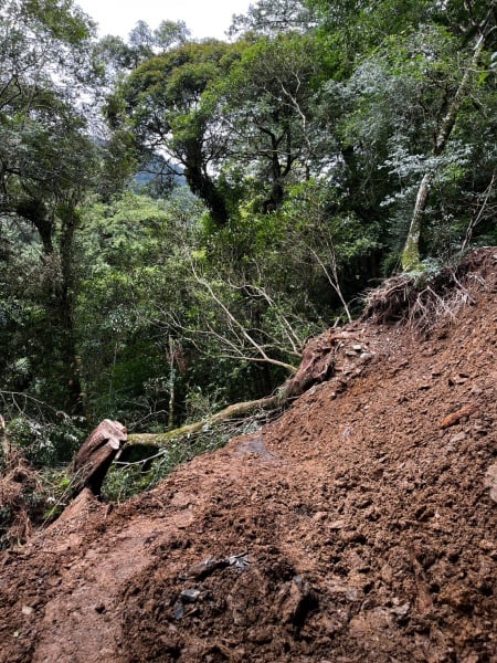 巴威颱風強降雨致拉拉山國家森林遊樂區巨木步道土石崩落搶修完成！7/18正式恢復開園