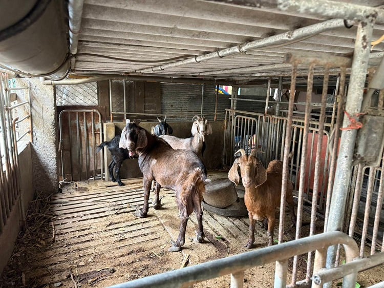 羊肉檢出戴奧辛！雲檢啟動民生犯罪聯繫平臺　溯源查緝捍衛食安