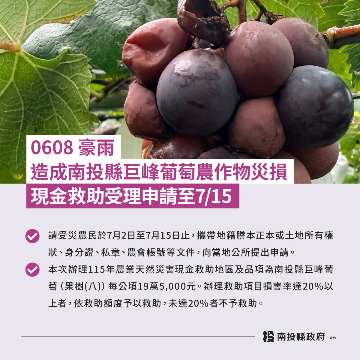 南投縣0608豪雨造成巨峰葡萄農作物災損　農業部辦理現金救助