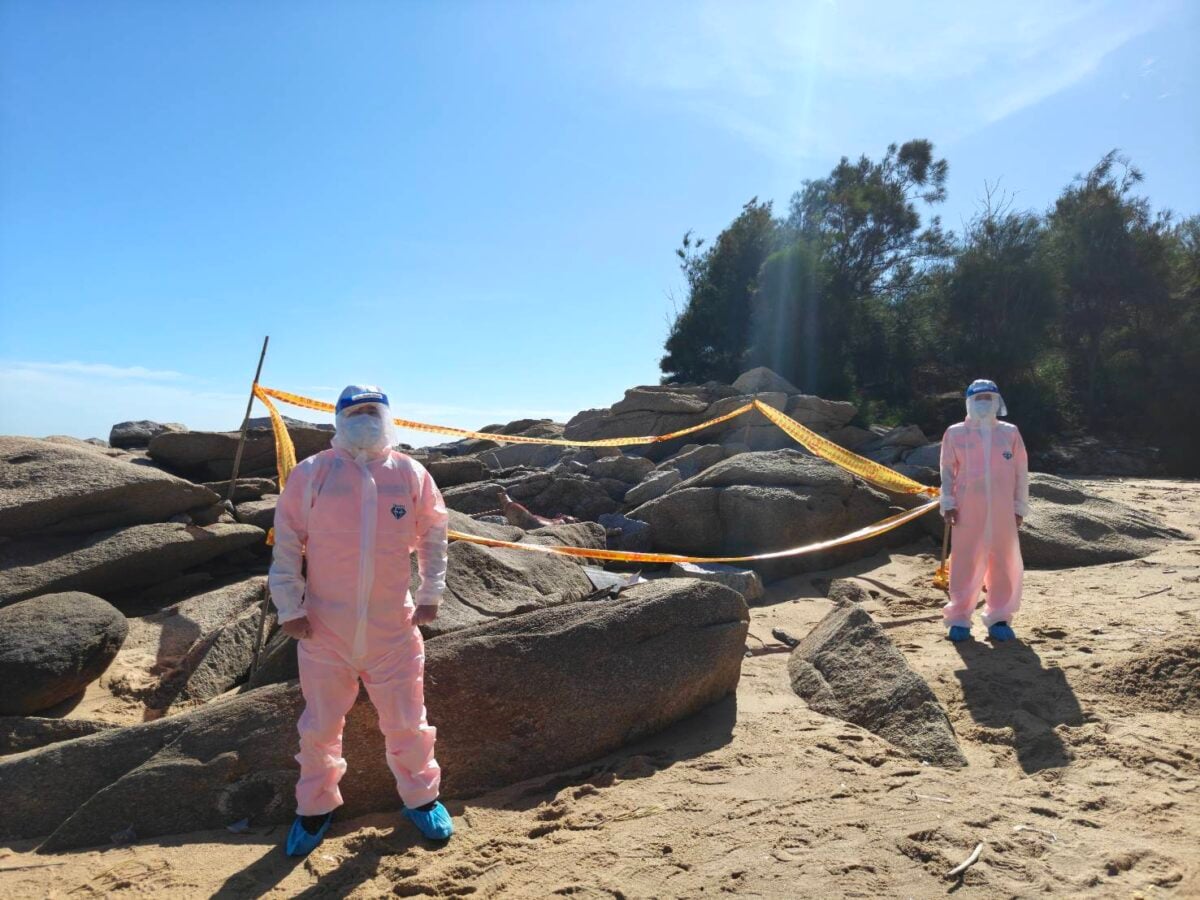 海漂死豬驗出非洲豬瘟　金門豬肉暫停輸出　加強邊境管控及查驗