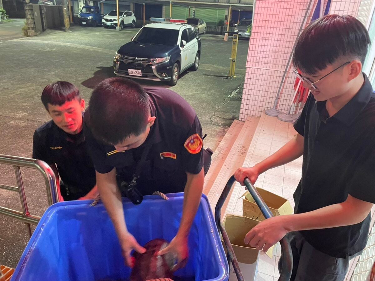 大雨過後「龜群集體越獄」逛大街！赤崁警化身「保母」沿街搶救