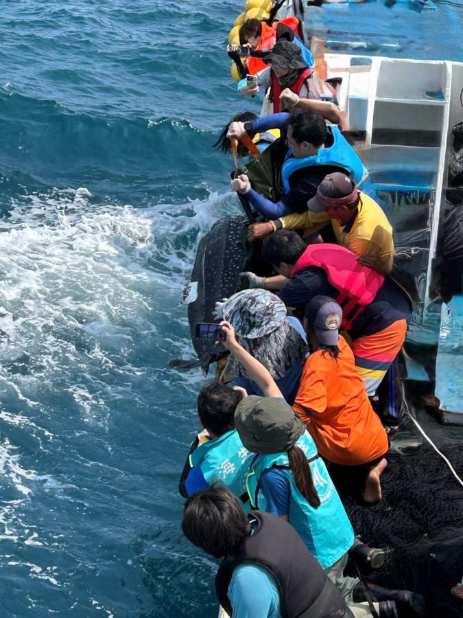 海保救援網首隻成功救傷之革龜　順利野放重返大海