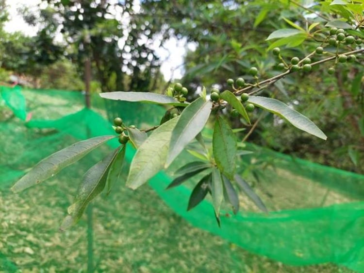 突破繁殖瓶頸！花蓮場研發山胡椒扦插與育苗技術