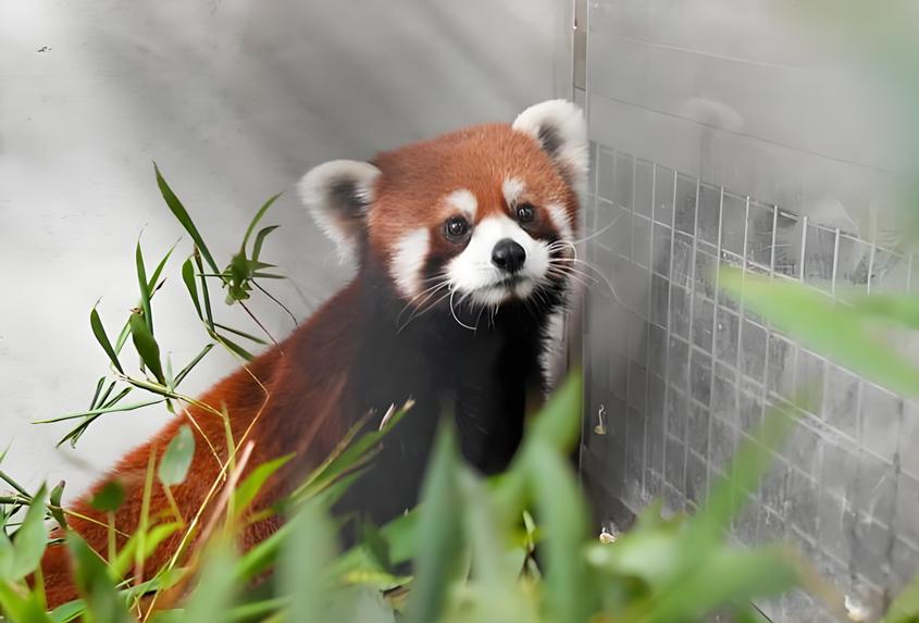 上海贈送的小熊貓終於亮相臺北動物園與市民見面